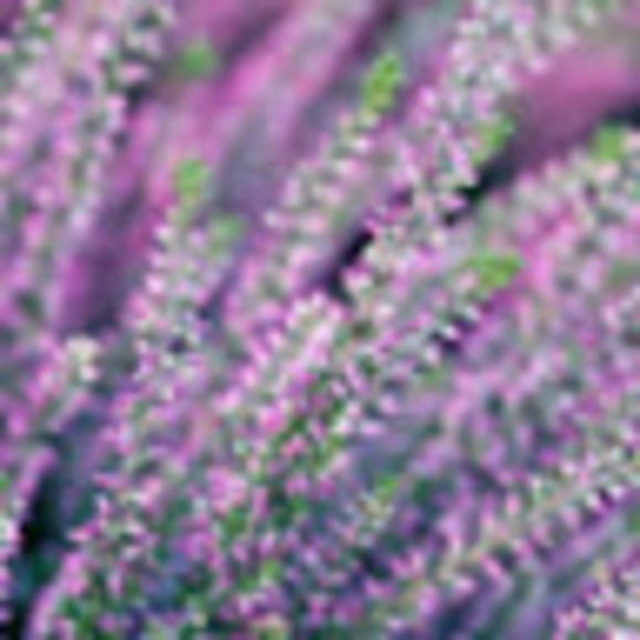 Meet your Posher, Heather - Picture 1 of 1